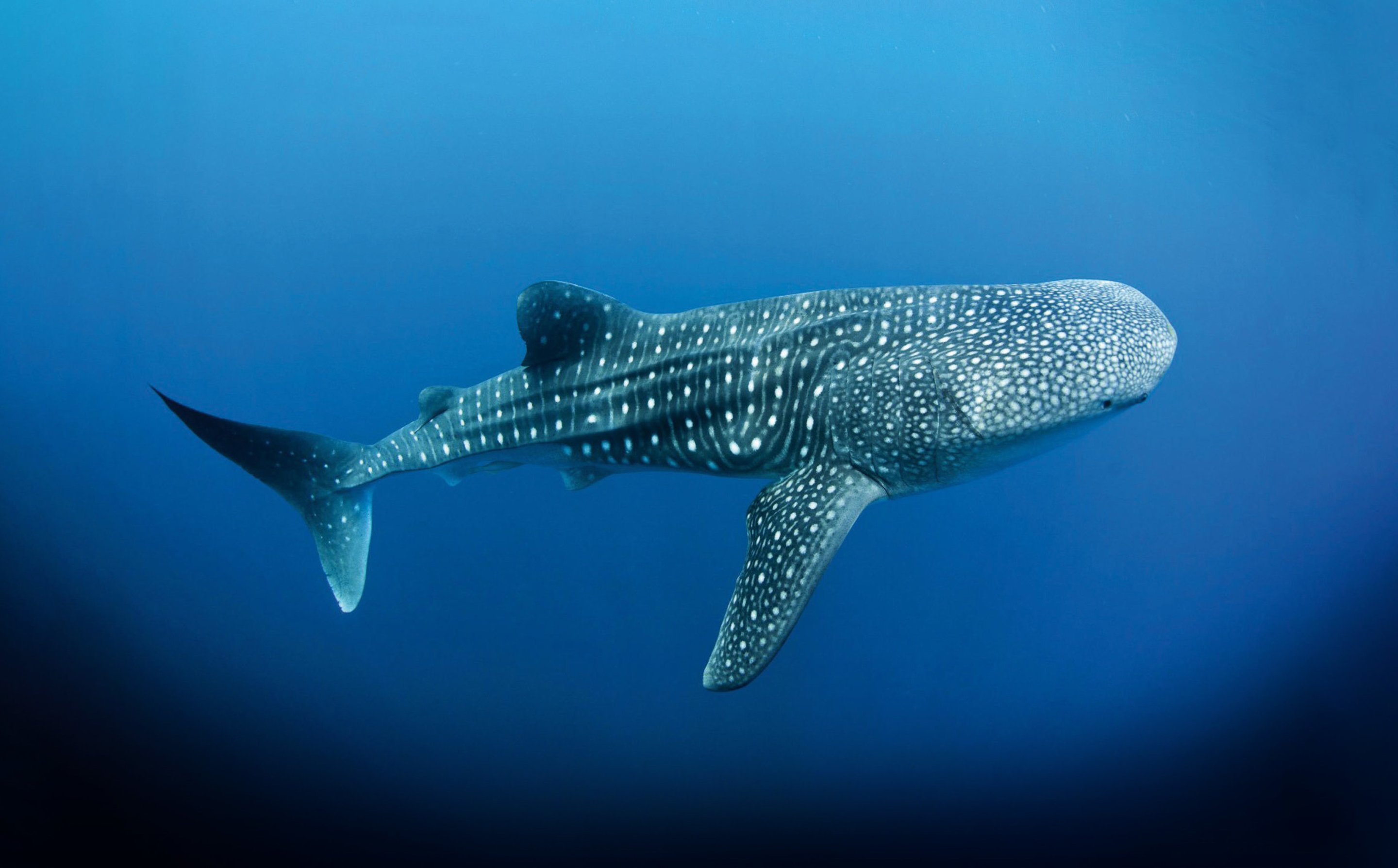 Future concept aeon whale shark opt